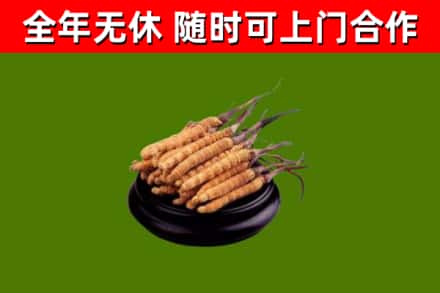 绿园回收散虫草