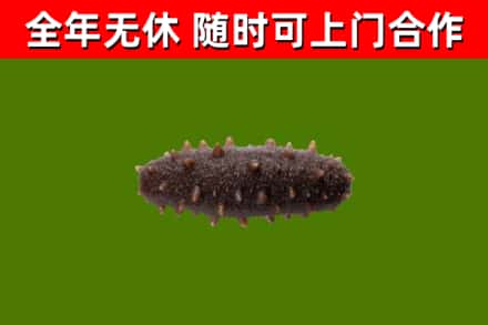 绿园回收海参干